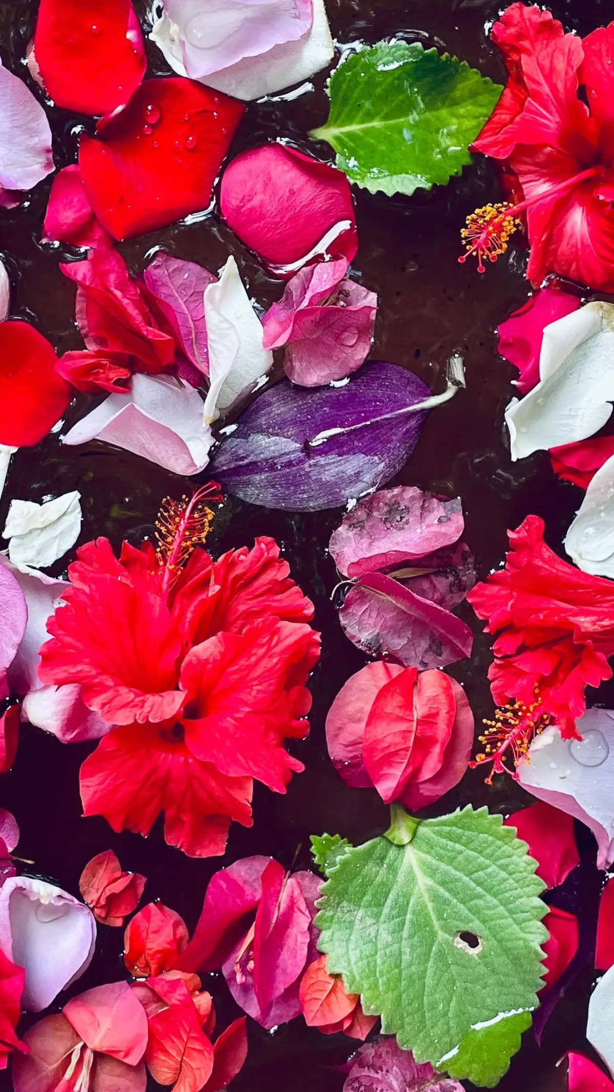 Flower petals floating in the cenote pool at Casa Arkaana